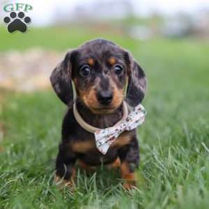 Lila, Dachshund Puppy
